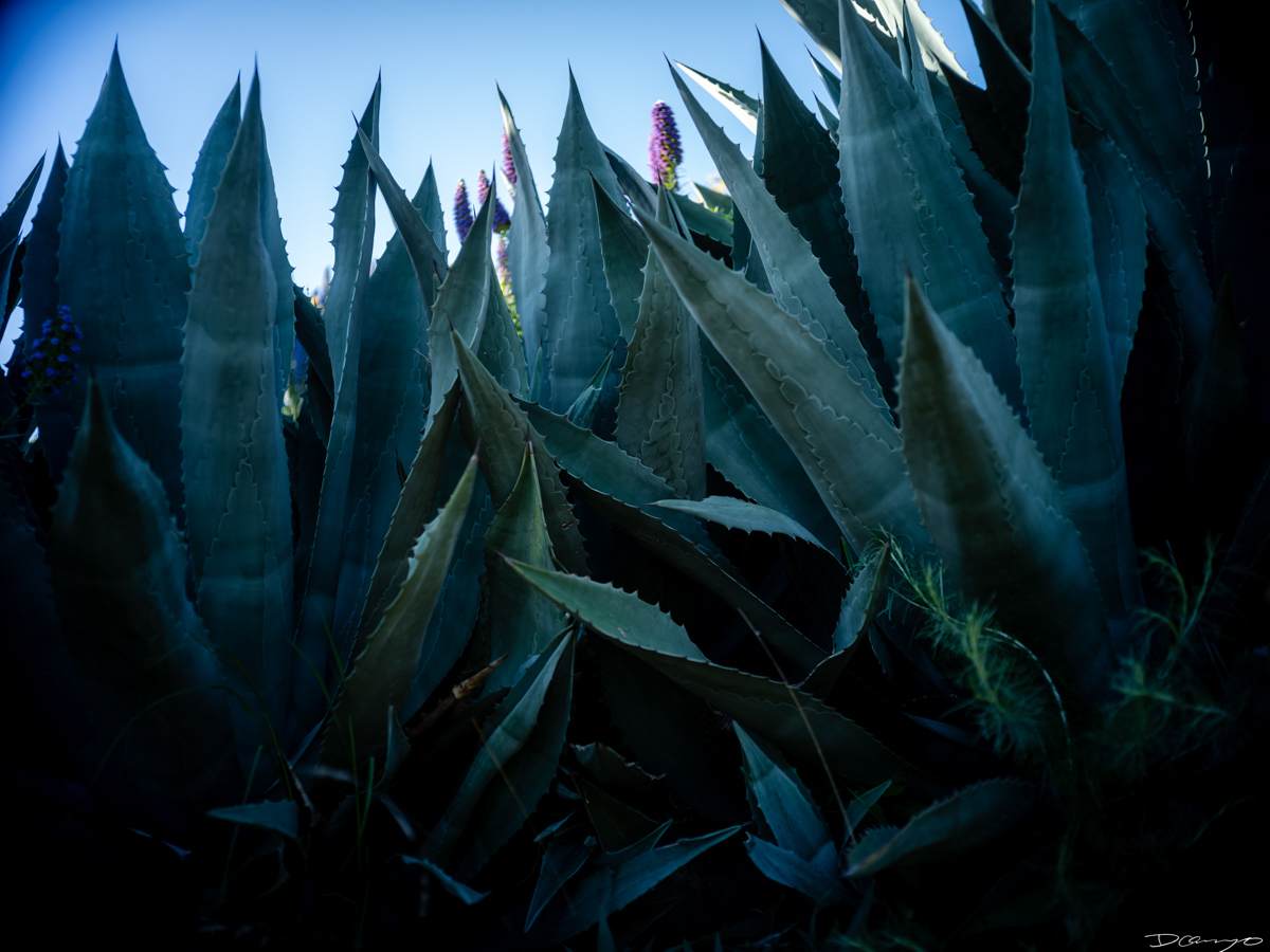 Pretty things that I wanted to take pictures of around Berkeley in 2023.